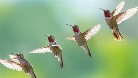 The Allan's Hummingbird Magic: Pbs Explores the Life of a Specific Hummingbird Species